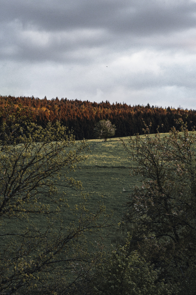 Blätterloser Baum auf einem Hügel vor Herbstwald