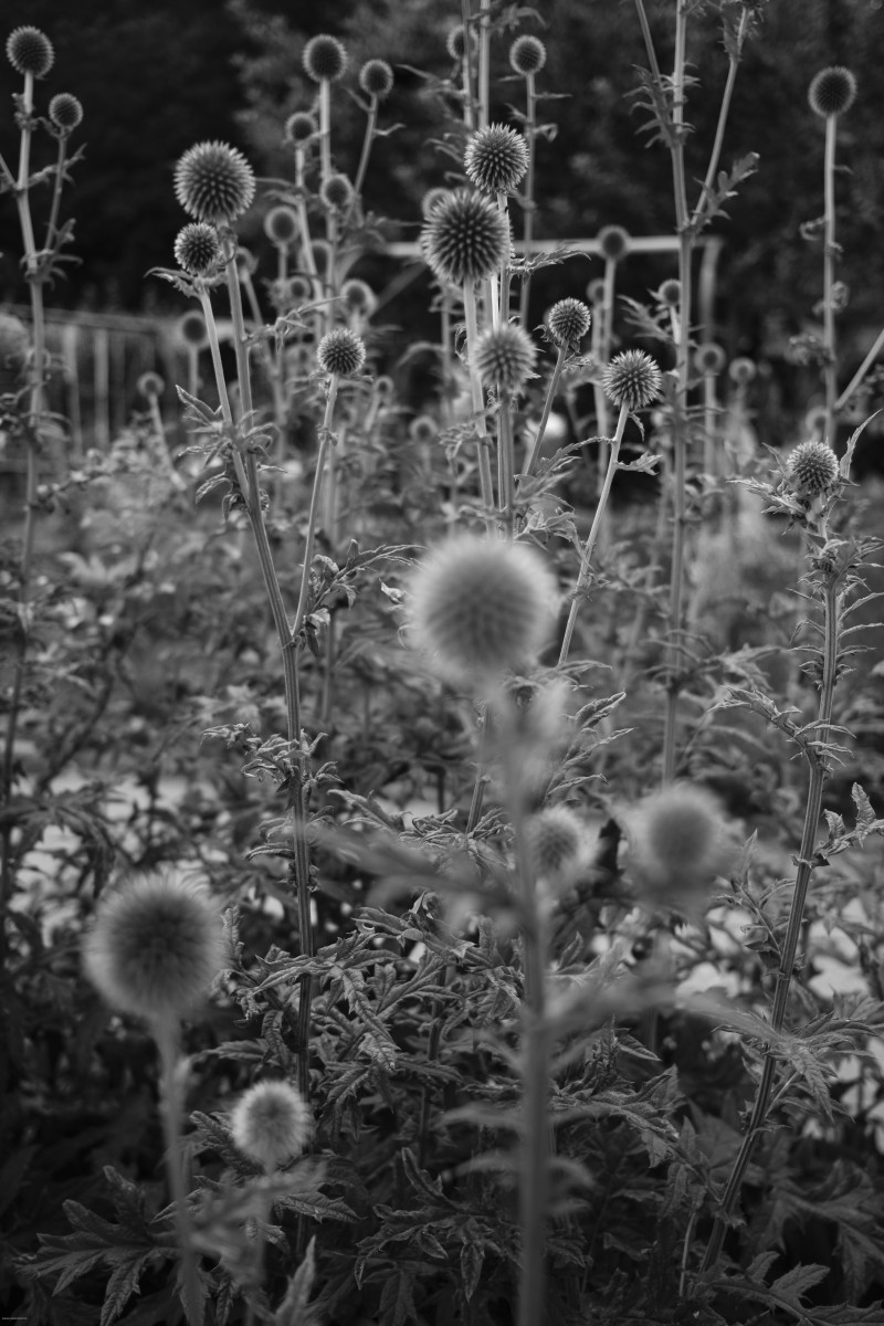 Distelpflanze in schwarz-weiß