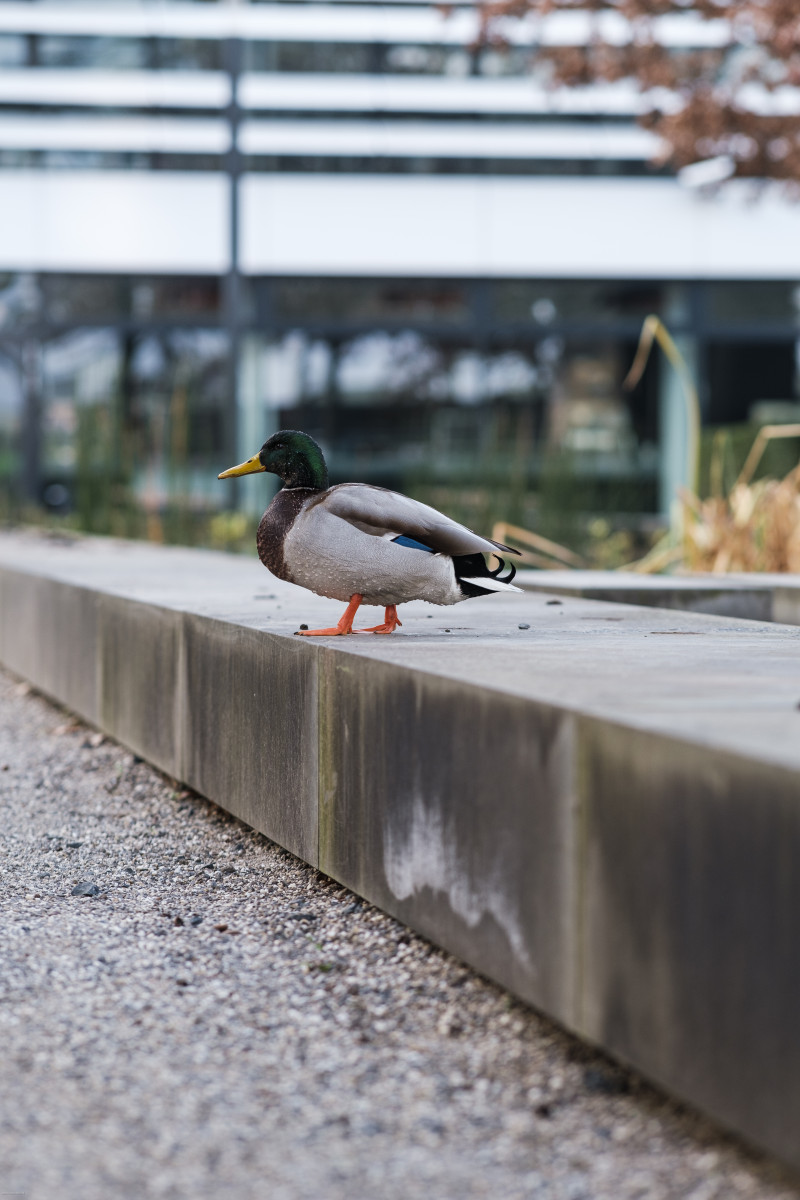 Ente steht auf kleiner Mauer