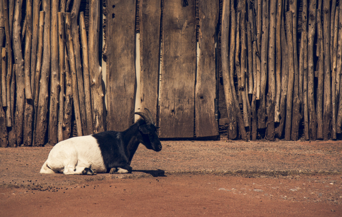 Weiß-schwarze Ziege vor Holzzaun