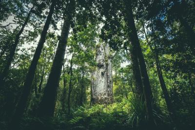 Weißer Kauri-Baum zwischen schwarzen Baumstämmen