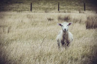 Schaf steht in Weidelandschaft