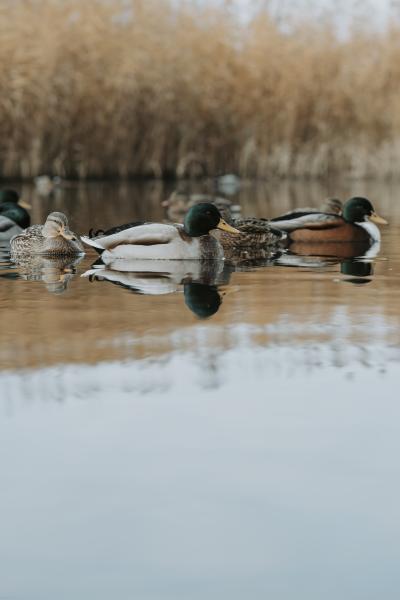 Zwei Enten schwimmen auf spiegelglattem See