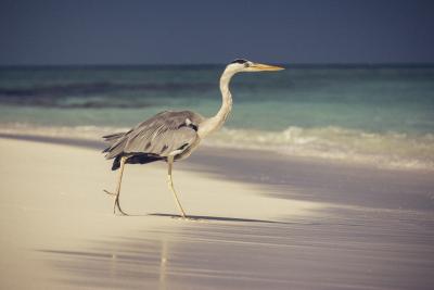 Reiher am Strand läuft auf Meer zu