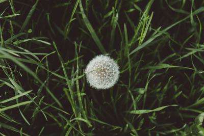 Pusteblume von oben in grünem Gras