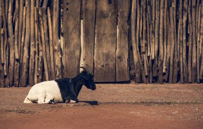 Weiß-schwarze Ziege vor Holzzaun
